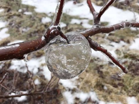 Pruning Apple Trees, Freezing Rain, Apple Varieties, Whippet, Creepers, Mother Nature, Apples, 3 D, Michigan