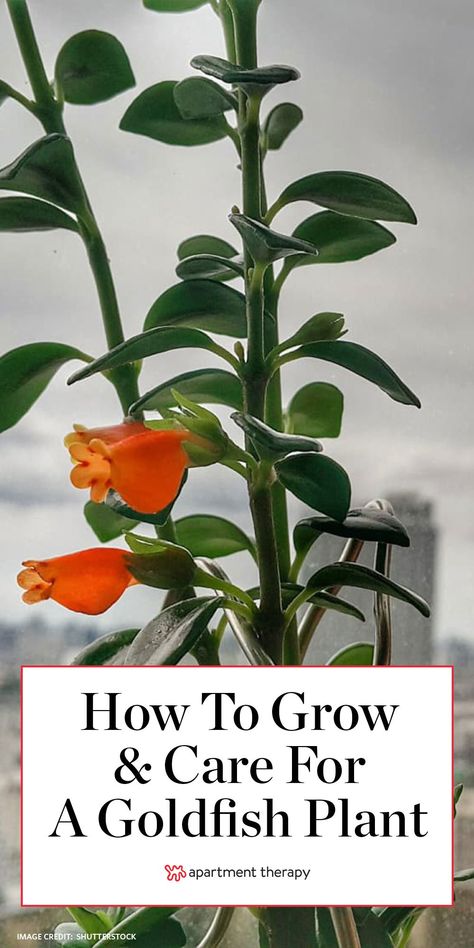 Allow us to introduce you to the goldfish plant, whose yellow-orange blossoms look like goldfish (and sometimes like their namesake crackers). Here's how to grow and care for them. #goldfishplant #columneagloriosa #houseplants #uniqueplants #plantcare #planttips #hangingplants #gardening #indoorgarden Goldfish Plant, Tiny Fish, Goldfish Crackers, Jasmine Plant, Plant Care Houseplant, Orange Blossoms, Balcony Plants, Inside Plants, Indoor Plant Care