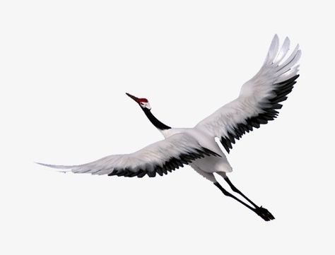 Chinese Crane, Crane Flying, Birds Png, Flying Crane, Red Crowned Crane, Crane Tattoo, Crane Fly, Crowned Crane, What Is A Bird