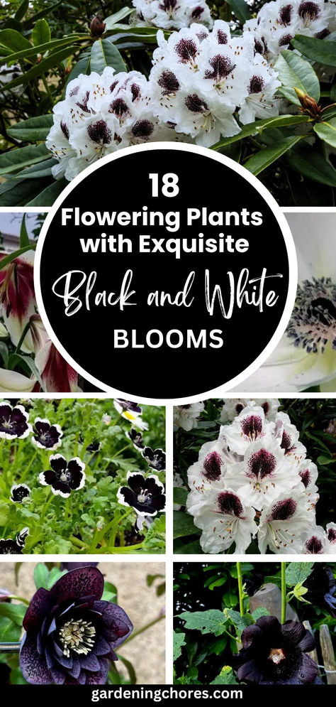 Black and White Flowers  Exist! 18 Plants with Convincing White And Black Flowers Black Flower Beds, Black Perrenial Flowers, Unique Plants To Grow, Gothic Houseplants, Black Flower Garden Ideas, Black Gardens, Black Perennials, Gothic Garden Perennials, Goth Flower Garden