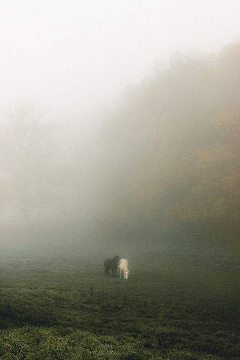 Foggy Wallpaper, Shade Landscaping, Foggy Day, Foggy Mountains, Two Horses, Landscape Photography Nature, Horse Girl, Fantasy World, Aesthetic Photo