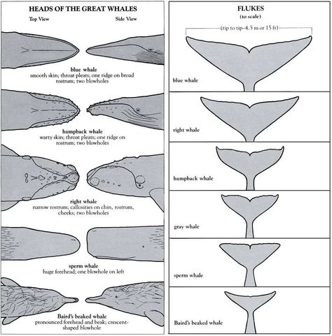 Whale quick identification sheet! Oceanography Marine Biology, Great Whale, Whale Drawing, Gray Whale, Sperm Whale, Whale Art, Marine Mammals, Marine Biology, Animal Facts