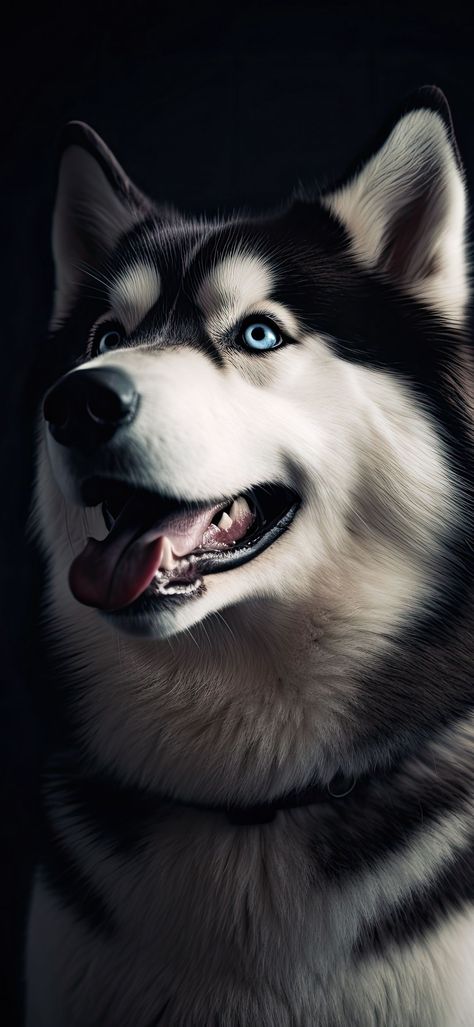 Husky Aesthetic, Haski Dog, Piercing Blue Eyes, Black Husky, Husky With Blue Eyes, Dramatic Background, Husky Puppies For Sale, Baby Huskies, Animal Jungle