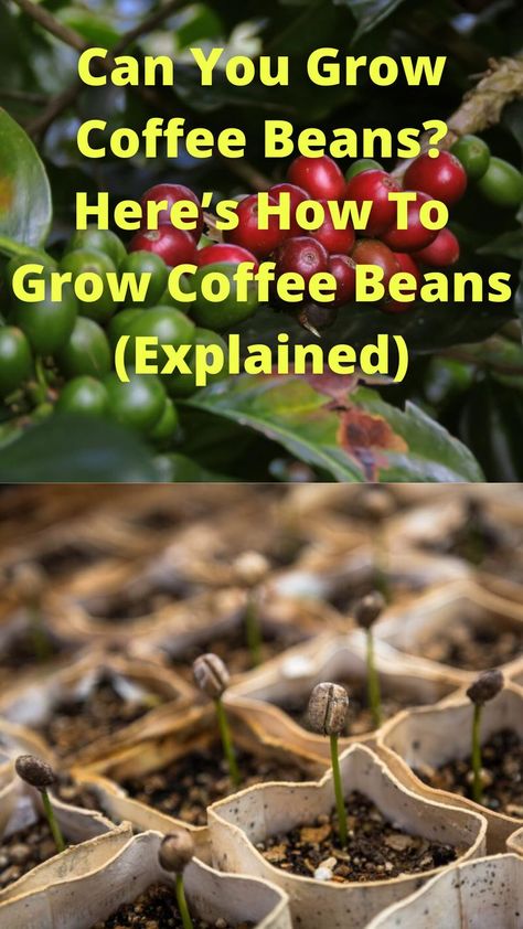 Can You Grow Coffee Beans Growing Coffee Beans, How To Grow Coffee, Grow Coffee Beans At Home, How To Grow Coffee Beans, How To Grow Coffee Beans At Home, How To Grow Tea, Growing Coffee Beans At Home, Farm Food Ideas, Trad Life