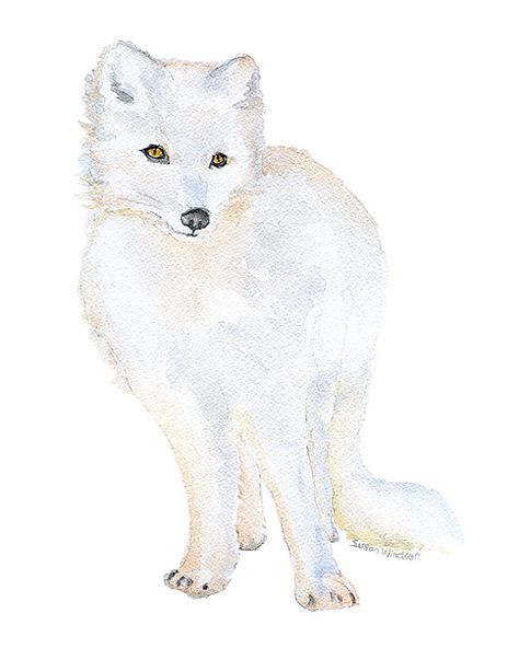 Arctic Fox Watercolor Painting 8 x 10 Fine Art Giclee Reproduction - Woodland Animal Art Print 8.5 x 11 Fox Watercolor Painting, Fox Watercolor, Woodland Animal Art, Animal Art Print, Arctic Animals, Arctic Fox, Woodland Animal, Nursery Art Prints, Watercolor Animals