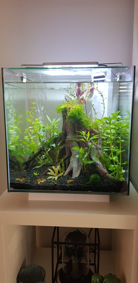 Pet Shrimp Aquarium, Small Planted Aquarium, Ghost Shrimp Tank, Small Shrimp Tank, Planted Shrimp Tank, Shrimp Fish Tank, Shrimp Tank Aquascape, Aquascape Shrimp, Pretty Fish Tank