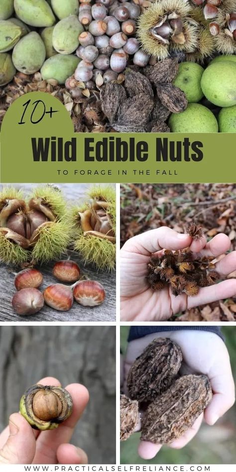 10 Wild Nuts to Forage in the Fall: Fall Foraging for Beginners - If you're wondering what to forage in the fall, nut foraging is a great way to start. From foraging acorns to black walnuts, come learn about the top 10 wild nuts that can easily be foraged during fall. Each of these edible wild plants is easy to identify for beginners. Foraging In Upstate Ny, Black Walnut Foraging, Foraging In Michigan, Foraging In Indiana, Fall Foraging Midwest, Foraging Recipes Uk, Foraging For Beginners Edible Plants, Missouri Foraging, Foraging Acorns