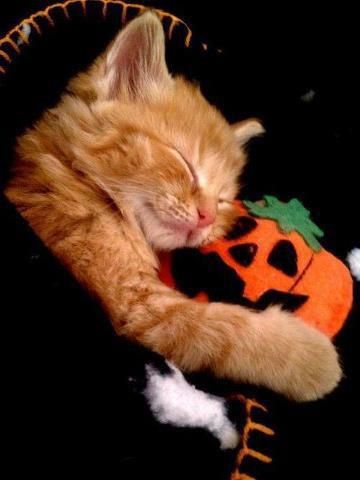 30 Cute Cats on Halloween LINK=>ARTICLE WITH MANY MORE EXAMPLES/PHOTOS Fall Cats, Cat Halloween Costume, Halloween Animals, Cat Names, Cat Aesthetic, Cat Costumes, Black Cat Halloween, Cute Kittens, Silly Cats