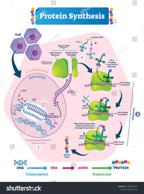 Protein synthesis vector illustration. Labeled transcription and translation steps diagram with full cycle explanation. How body creates protein chain from cytoplasm. #Ad , #sponsored, #transcription#Labeled#steps#translation Protein Biology, Dna Transcription, Biochemistry Notes, Transcription And Translation, Biology Classroom, Biology Facts, Biology Lessons, Nursing School Notes, Teaching Biology