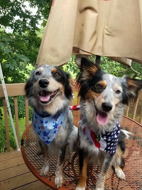 Patriotic sisters, Piper and Kira - Texas Heelers Texas Heeler Puppy, Texas Heeler, Heeler Puppies, Patriotic Dog, Herding Dogs, Cattle Dog, Dog Drawing, Service Dogs, Shepherd Dog