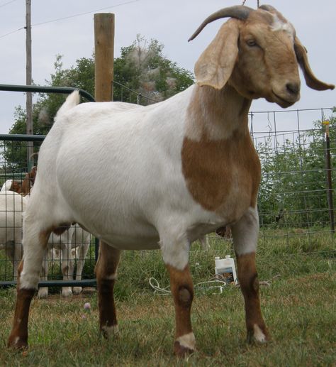 Best Goat Breeds For Your Homesteading Needs Kiko Goats, Goat Breeds, Goat Paintings, Nubian Goat, Pet Goat, Boer Goats, Raising Goats, Pygmy Goat, Dairy Goats