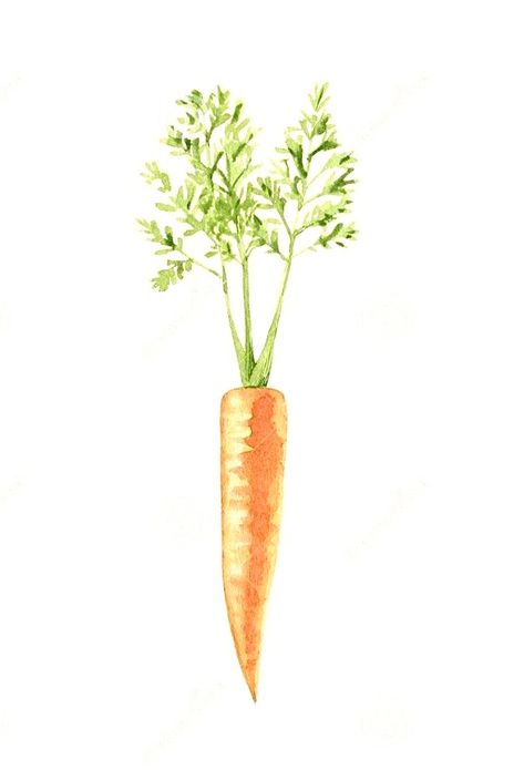 Carrots Drawing, Carrot Watercolor, Carrot Drawing, Winter Cakes, Vegetable Painting, Watercolor Birthday Cards, Winter Cake, Watercolor Birthday, Easter Card