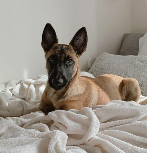 Malinois Puppies, Belgian Malinois Dog, Cute Ferrets, Malinois Dog, Photos With Dog, Belgian Shepherd, Pretty Dogs, Belgian Malinois, New Puppy