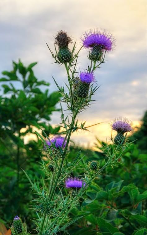 Scottish Flowers, Thistle Flower, Herbal Magic, Flowers Print, Landscape Pictures, Floral Display, Fantastic Art, Art Plastique, Painting Style