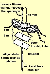 how to pin an insect How To Pin Insects, Insect Pinning Diy, Pinning Bugs, Bug Pinning Display, Pinning Insects, Pinned Bugs, Bug Pinning, Insect Pinning, Insect Preservation