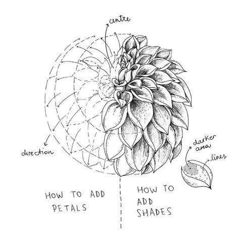 Simple Botanical Drawings, Hur Man Ritar Blommor, Illustration Design Graphique, Dahlia Bouquet, Botanical Line Drawing, Draw Flowers, Flower Drawing Tutorials, Flower Art Drawing, Flower Sketches