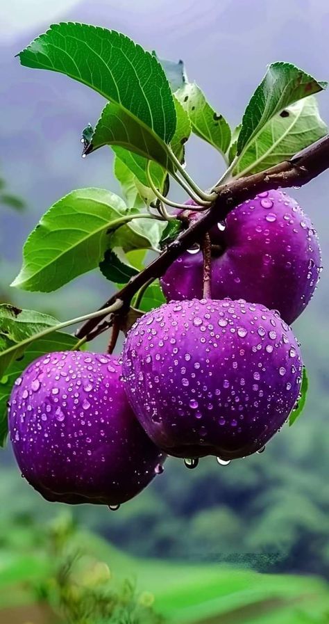 Tropical Fruit Photography, Attractive Wallpaper, Iphone Wallpaper Clock, Fruits And Vegetables Pictures, Cute Wallpapers For Android, Fruit World, Vegetable Pictures, Fruits Photos, Android Wallpaper Art