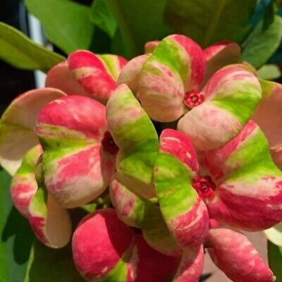 Euphorbia Milii Crown Of Thorns, Candle Crown, Crown Of Thorns Plant, The Crown Of Thorns, Euphorbia Milii, African Plants, Pink Crown, Red Crown, Starter Plants