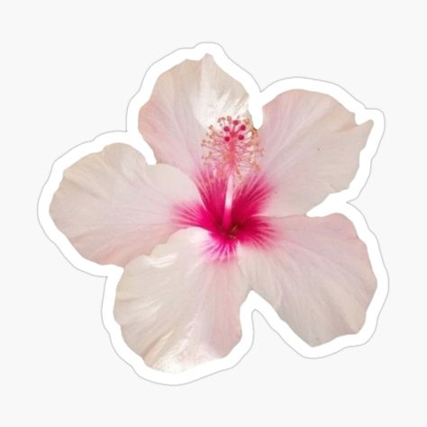 Get my art printed on awesome products. Support me at Redbubble #RBandME: https://www.redbubble.com/i/sticker/light-pink-hibiscus-flower-by-lameyadeco/164429621.EJUG5?asc=u Cool Sticker Ideas, Flower Stickers Aesthetic, Stickers Rosa, Pink Aesthetic Stickers, Light Pink Hibiscus, Hibiscus Flower Sticker, Aloha Sticker, Phone Cover Stickers, Girly Stickers