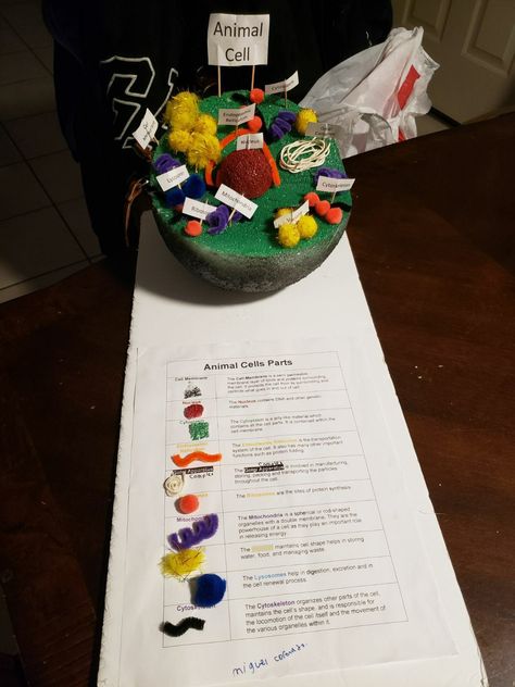 3D Animal Cell Project for 6th grade science class. Animal Cell 3d Project, 3d Animal Cell Project 7th Grade, Cell 3d Project, 3d Animal Cell Project, 3d Cell Project, Animal Cell Model Project, Animal Cell Parts, 3d Animal Cell, Cell Model Project