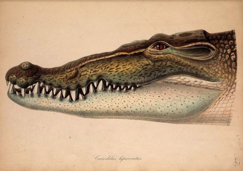 Crocodile Head, Island Of Misfit Toys, Head Portrait, Saltwater Crocodile, Misfit Toys, Alligator Print, Animal Head, Antique Illustration, Scientific Illustration