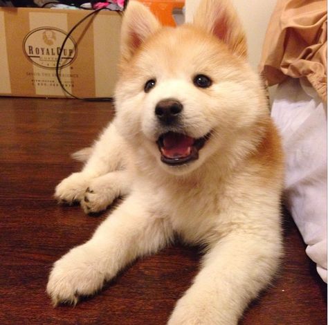 The Chusky is a cross between a Chow Chow and a Siberian Husky. Chowski Puppies, Family Dogs Breeds, Adopting A Dog, Dog Crossbreeds, Hybrid Dogs, Popular Dog Breeds, Most Popular Dog Breeds, Adorable Puppies, To The Bone