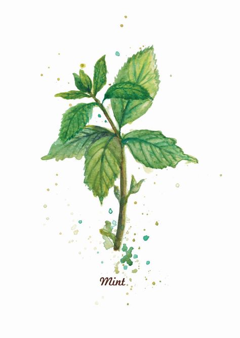 Mint Watercolor; water colors herbs, botanicals Mint Drawing, Mint Leaf Illustration, Lung Tattoo, Mint Illustration Botanical, The Mint Gardener Watercolor, Herbs Watercolor, Mint Plant, Herbs Illustration, Watercolor Herbs