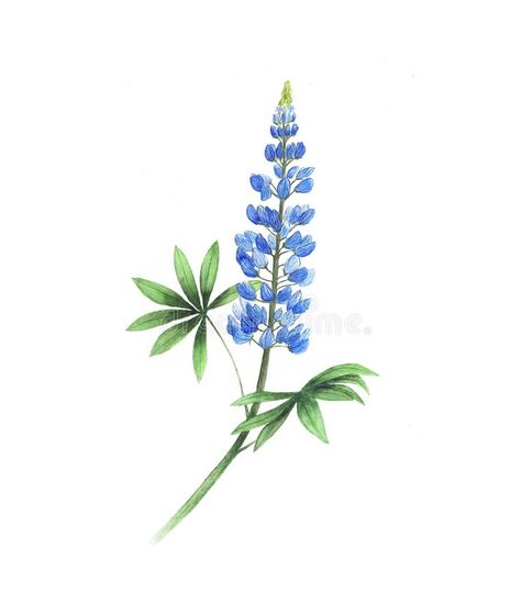 Lupine Sketch, Blue Bonnets Tattoo, Lupin Tattoo Flowers, Blue Bonnet Tattoo Simple, Texas Bluebonnet Tattoo, Blue Bonnet Drawing, Bluebonnet Drawing, Lupin Tattoo, Blue Bonnet Tattoo