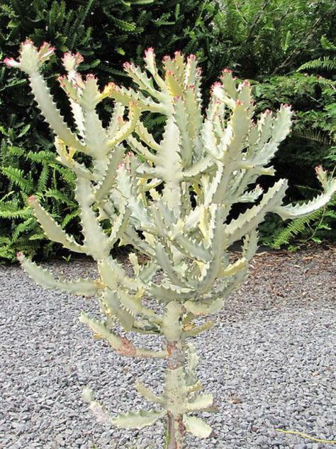 Euphorbia lactea 'White Ghost' (White Ghost Candelabra Spurge) Ghost Cactus, Euphorbia Lactea, Garden Wedding Favors, Lucky Plant, Cactus Care, Cactus Planta, White Ghost, Crassula Ovata, Desert Garden