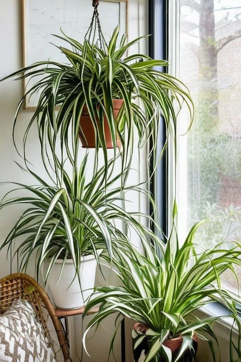 10 Best Indoor Plants For Small Pots Plants For Small Pots, Cactus Images, Succulent Images, Small Pots, Moth Orchid, Best Plants, Best Indoor Plants, Plant Images, Tree Images