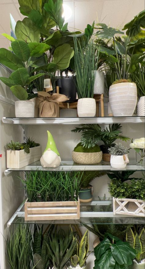 Aesthetic Plants, Plant Goals, Cat Plants, Plant Care Houseplant, Plant Therapy, Spring Plants, Plant Aesthetic, Pretty Plants, Plant Mom