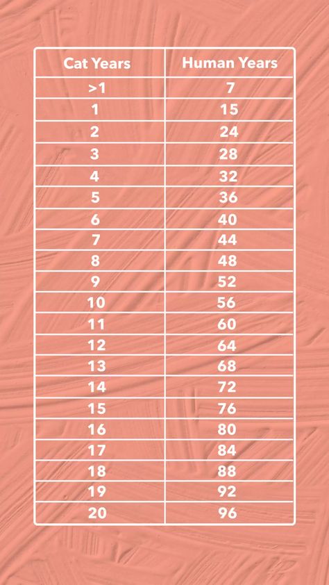 Cat Years To Human Years: How To Calculate Your Cat’s Age - DodoWell - The Dodo Cat Age, Age Calculator, Cat Years, Cat Tree House, Cat Ages, American Animals, Older Cats, Senior Cat, Cat S