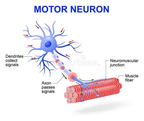 Neuron Diagram, Types Of Neurons, Nervous System Anatomy, Glial Cells, Scanning Electron Micrograph, Motor Neuron, Nerve Cells, Diagram Design Ideas, Technology Life