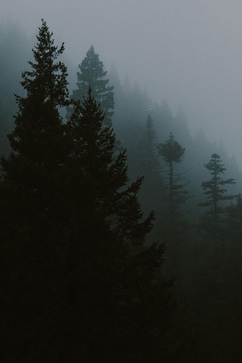 The foggy, moody, beautiful PNW - trees in thick fog along the Oregon coast. Foggy Oregon Coast, Moody Pacific Northwest, Moody Pnw Aesthetic, Pnw Wallpapers, Pnw Core, Ivan Painting, Gothic Kingdom, Screen Trees, Pnw Gothic