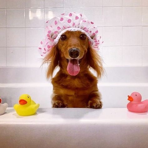 Dog Bathroom Photoshoot, Pet Grooming Advertising, Dog Hygiene, Spa Dog, Dog Photoshoot Pet Photography, Animal Hugs, Dachshund Rescue, Dog Bathroom, Dog Spa