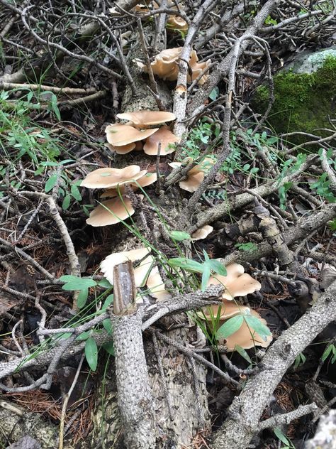 Mushrooms have been sprouting in Arizona’s forested areas over the past several weeks thanks to recent rain, which means foragers have started their annual search. So, which varieties are safe to eat? Although more common in higher elevations of the state, wild mushrooms also can be found in the desert - where they are almost always poisonous. Arizona Foraging, Healing Remedies, Wild Mushrooms, In The Desert, Dream Destinations, The Desert, Sprouts, Arizona, The Past