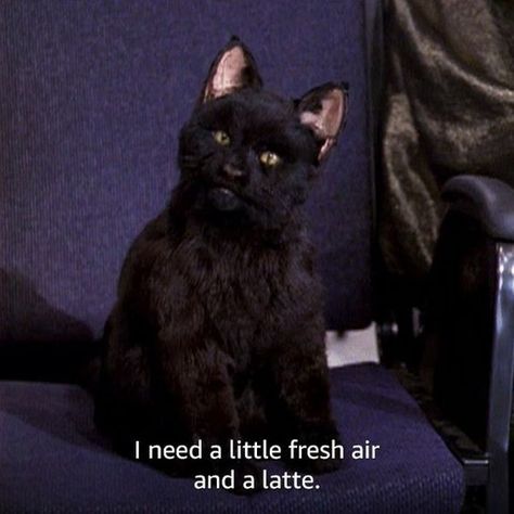 Salem Quotes, Salem Aesthetic, Salem The Cat, Salem Saberhagen, Salem Cat, Sabrina Witch, Sabrina The Teenage Witch, The Rings Of Power, Rings Of Power