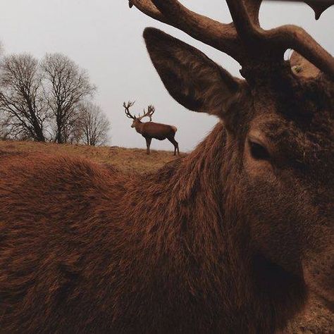 Deer Deer Aesthetic, Oh Deer, A Deer, Beautiful Creatures, Antlers, Animal Kingdom, Animal Photography, Animal Pictures, Mammals