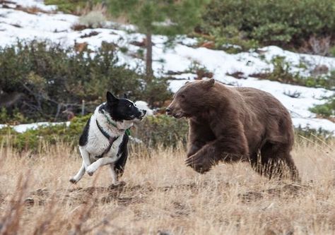 "They're extremely important to what we do," Lackey said of the dogs. "They're our main tool in non-lethal bear management. Our No. 1 goal is to release bears." Pnw Gothic, Alaskan Bear, Dog Oc, Bear Dog Breed, Dog Reference, Forest Goddess, Bear Dogs, Karelian Bear Dog, Tents For Camping