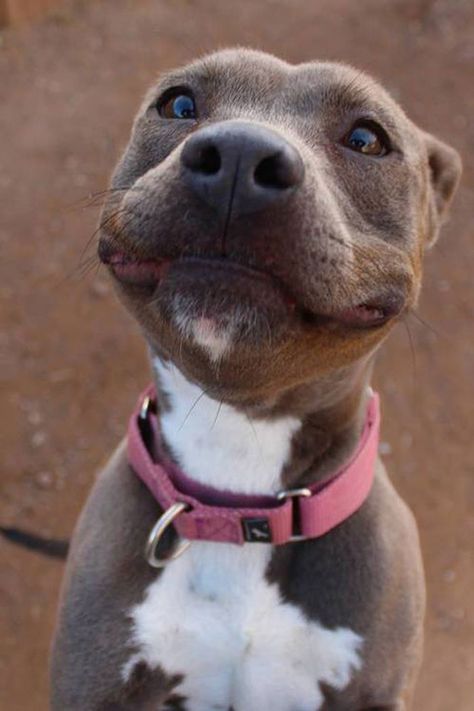 If This Isn't The Perfect Pibble Smile, Then I Don't Know What Is 강아지 그림, Smiling Dogs, Smile On, Happy Dogs, Big Dogs, Dog Pictures, I Love Dogs, Dog Love, Animals Beautiful