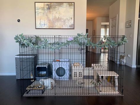 Bunny Playpen Setup, Diy Bunny Pen Indoor, Rabbit In Bedroom, Indoor Bunny Setup Small Space, Rabbit Playpen Ideas, Bunny Enclosure Ideas, Bunny Area Indoor, Bunny Homes Indoor, Bunny Cages In Bedroom