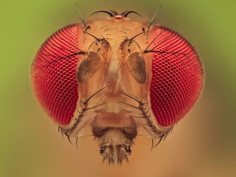 https://flic.kr/p/ZJB3cP | A Fruit fly | studio stacking focus by canon550d vs nikon BD plan 10x 180mm tube 100 shot Fly Eyes, Macro Pictures, Fruit Fly, Fruits Photos, Fruit Photography, Fruit Flies, Arthropods, Macro Photos, Bugs And Insects