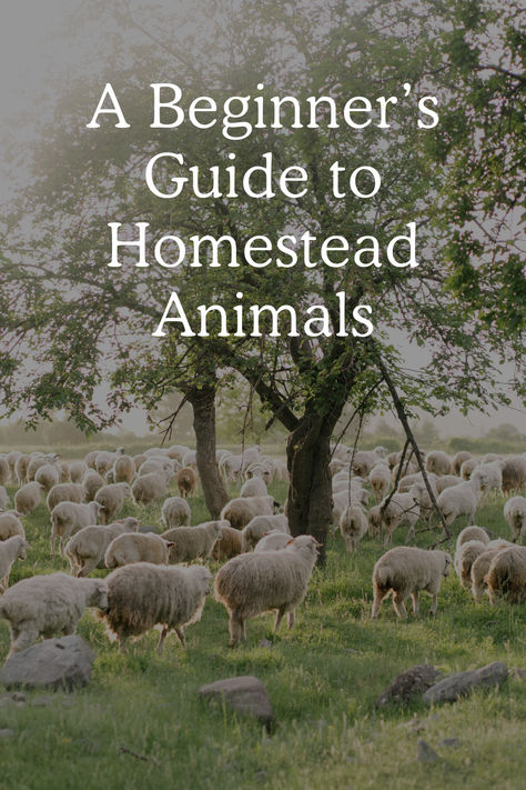 A Beginner's Guide to Homestead Animals Homestead Animals For Beginners, Homestead Animals, Animal Husbandry, Self Sufficient Homestead, Homesteading Animals, Beginners Guide, Farm Life, Pet Care, Farm Animals