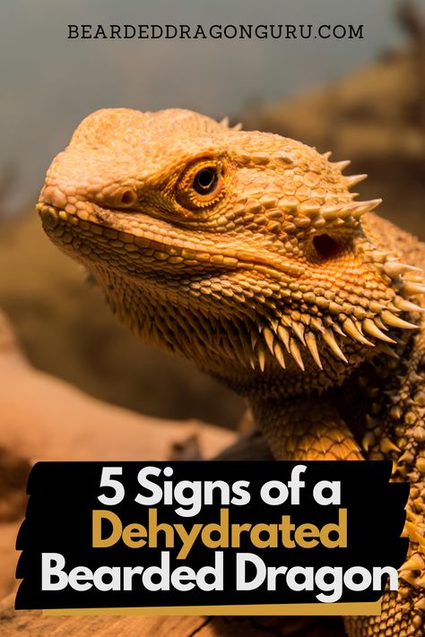 Bearded Dragon Shedding, Bearded Dragon Enrichment, Bearded Dragon Clogged Pores, Bearded Dragon Humidity, Bearded Dragon Need To Know, Diy Bearded Dragon Hide, Bearded Dragon Toys, Bearded Dragon Weight Chart, Bearded Dragon Bath Time