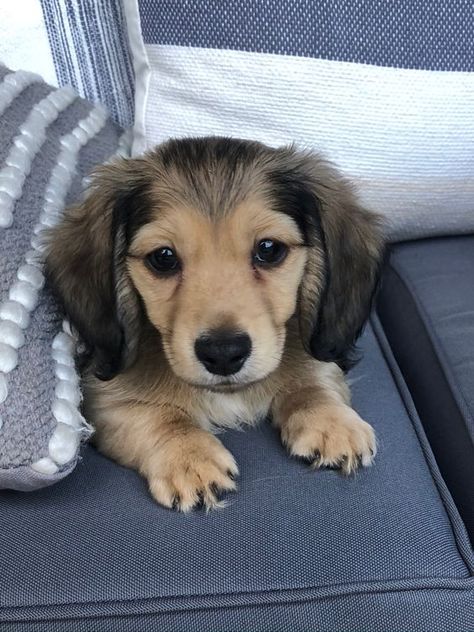 Dashaund Puppies Long Hair, Long Hair Dashound Puppies, Shaded Cream Dachshund Long Hair, Shaded Cream Mini Dachshund, Dashhound Puppies, Dachshund Puppies Long Haired, Miniature Long Haired Dachshund, Dapple Dachshund Miniature, Mini Doxie