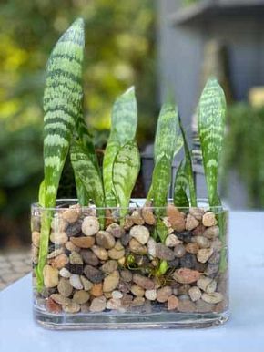 Snake Plants In Water, Water Plants Indoor, Plants Grown In Water, Tanaman Air, Snake Plant Care, Houseplant Care, Household Plants, نباتات منزلية, Snake Plants