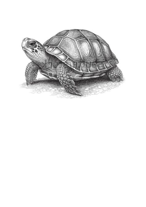 Turtle Drawing Realistic, Turtles Sketch, Turtle Sketch, Fineliner Art, Animals Drawing, Graphite Art, Marine Animals, Drawing Practice, Book Art Drawings