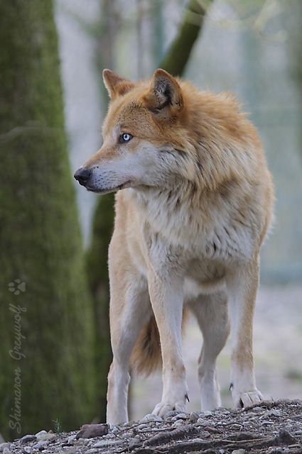 A Wolf, In The Woods, In The Middle, The Middle, Trees, White