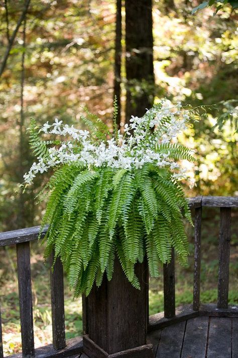 Found on Bing from www.pinterest.com Fern With Flowers, Fern Centerpiece Wedding, Fern Wedding Decor, Fern Centerpiece, Orchid Centerpieces Wedding, White Dendrobium Orchids, Nature Themed Wedding, Fern Wedding, Fern Flower