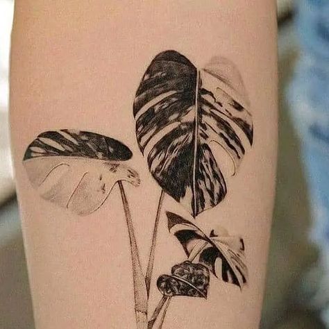 plants houseplants decor on Instagram: "So beautiful monstera tattoo  . 📷@frommay_tat . . 💡💡 DM for credit or removal request (no copyright infringement intended).💡💡 🔗 All rights and credits reserved to the respective owner(s) . Please 👇 ♡ ㅤ    ❍ㅤ     ⎙ㅤ     ⌲  ˡᶦᵏᵉ  ᶜᵒᵐᵐᵉⁿᵗ    ˢᵃᵛᵉ     ˢʰᵃʳᵉ _ #houseplants  #bonsai  #caladium  #sansevieria  #monstera  #begonia  #plants #plantslover #succulents  #homedecor  #houseplant #indoorjungle #plantlady #indoorplantsdecor #cactus  #indoorplants #plantsaddict #plantparent #propagation #plantlife" Thai Constellation Monstera Tattoo, Swiss Cheese Monstera Tattoo, Monstera Tattoo Thigh, Monstera Fruit, Monstera Tattoo Sleeve, Monstera Deliciosa Tattoo, Monstera Tattoo Design, Monstera Leaf Tattoo, Houseplant Tattoo